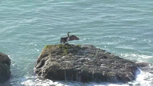 Ein Vogel Flattert Mit Seinen Flügeln Auf Einem Felsen — Stockvideo