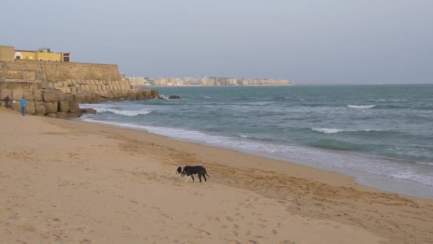 Cão Numa Praia — Vídeo de Stock