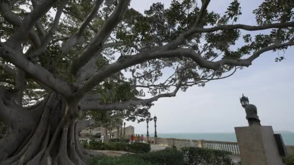 人行道旁的一棵树 — 图库视频影像