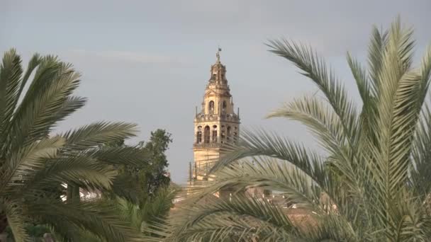 钟楼和棕榈树分枝 — 图库视频影像