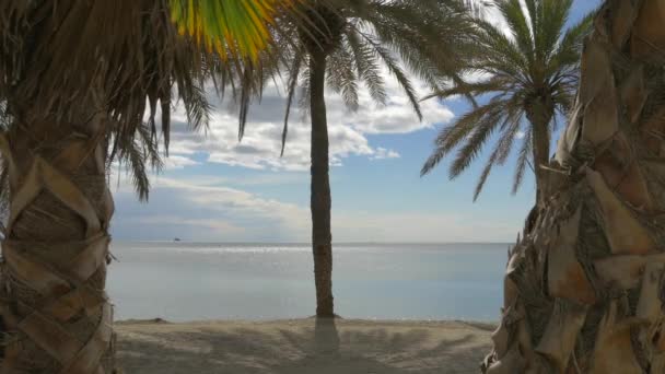 Palmeras Una Playa — Vídeo de stock