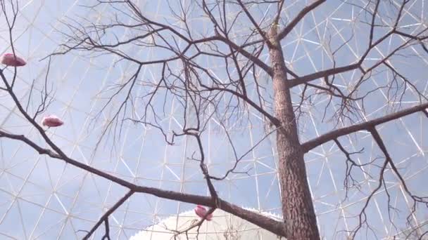 Birds Leafless Branches — Vídeo de Stock