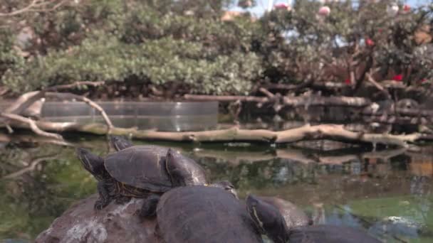 Черепахи Спираються Камінь — стокове відео