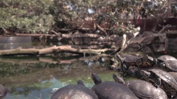 Turtles Rocks Close — Stock Video