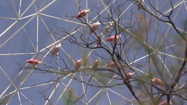 Lage Hoek Van Vogels Een Boom Takken — Stockvideo