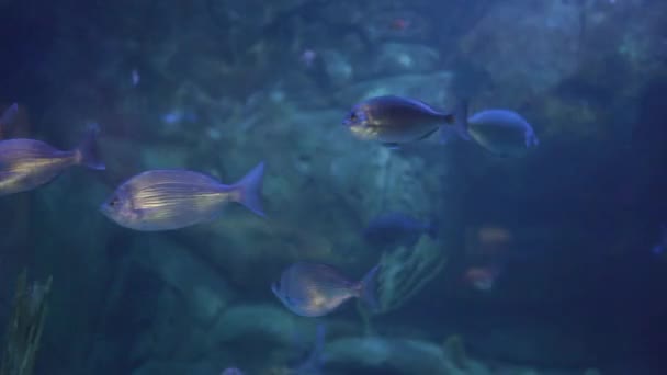 Ryby Pływające Wodzie — Wideo stockowe