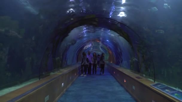 Touristen Besuchen Ein Aquarium — Stockvideo