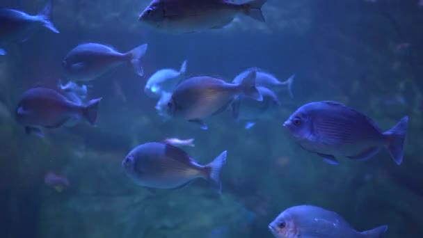 Close Fish Swimming Water — Stock Video