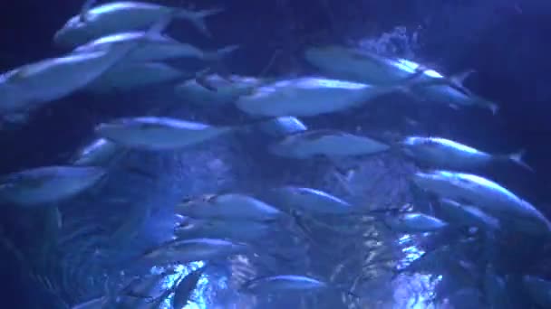 Peces Nadando Acuario — Vídeo de stock