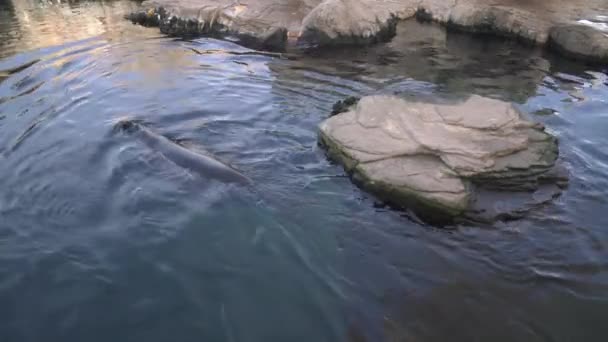Морські Леви Плавають Воді — стокове відео