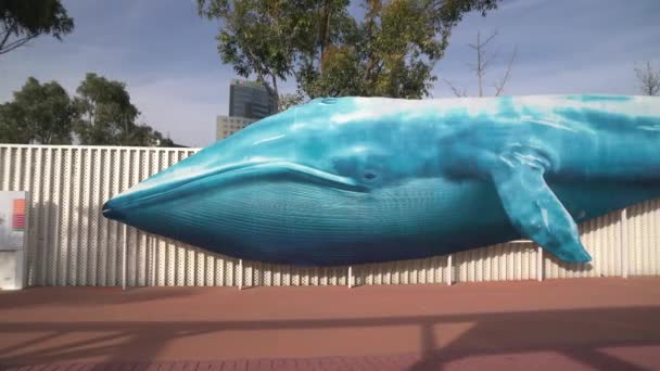 在海洋入口的蓝鲸 — 图库视频影像