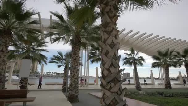 Muelle Uno通道附近的棕榈树 — 图库视频影像