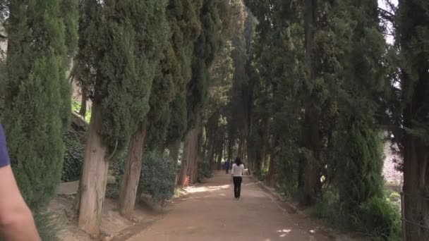 Spaziergang Einer Gasse Mit Bäumen — Stockvideo