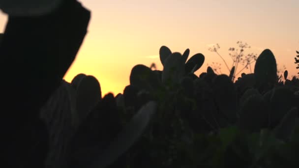 Granada Atardecer Vista Detrás Los Cactus — Vídeo de stock