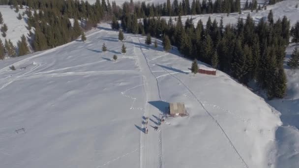 Aerial View Dog Sled — Stock Video