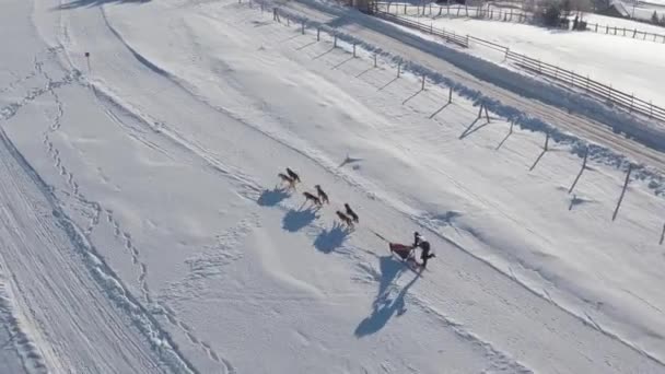 Luchtfoto Van Een Hondenslee Sneeuw — Stockvideo