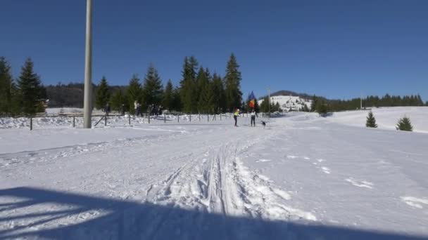 Hund Zieht Skifahrer Mit Rumänischer Flagge — Stockvideo