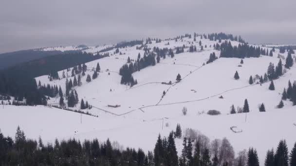 Veduta Aerea Una Collina Con Abeti Durante Inverno — Video Stock