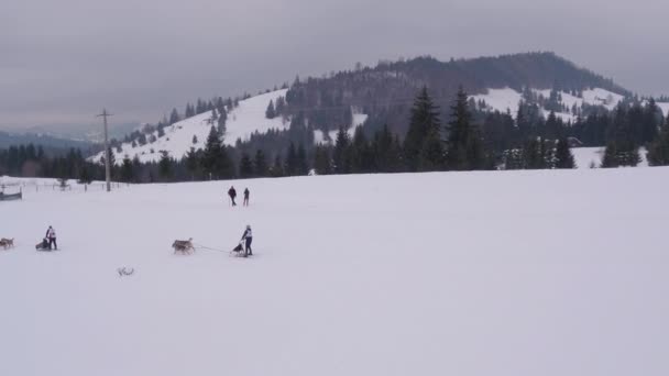 Aerial View Sled Dogs Racing — Stock Video