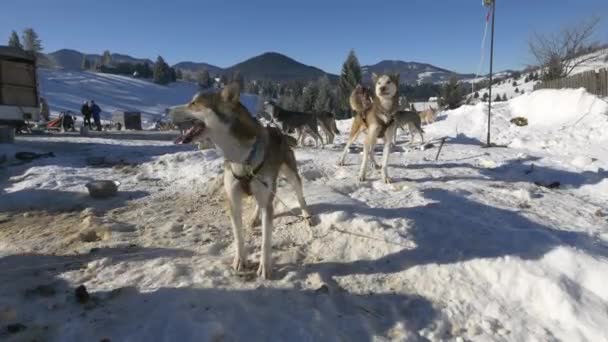 Huskies Abbaiare Giorno Inverno — Video Stock