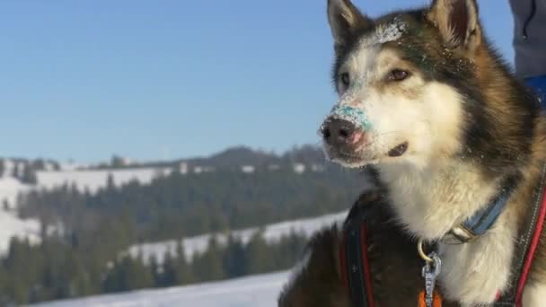 Close Zicht Van Husky Honden — Stockvideo