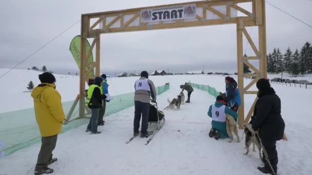 Dog Sled Leaving Start Line Race — Stock Video