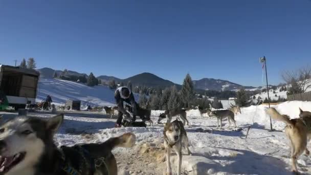 Huskies Ladrando Día Invierno — Vídeos de Stock