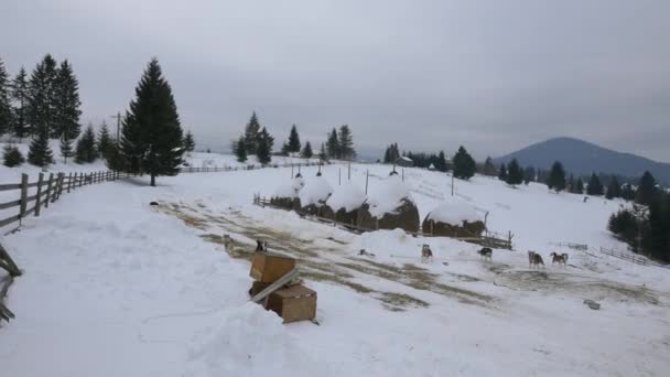 在雪地里吠叫的哈士奇人 — 图库视频影像