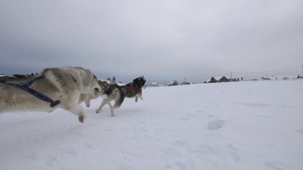 Traîneau Chiens Excès Vitesse Dans Neige — Video