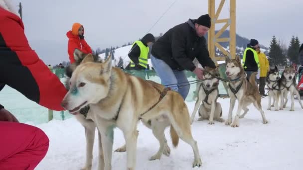 Pórázon Tartott Husky Emberek — Stock videók