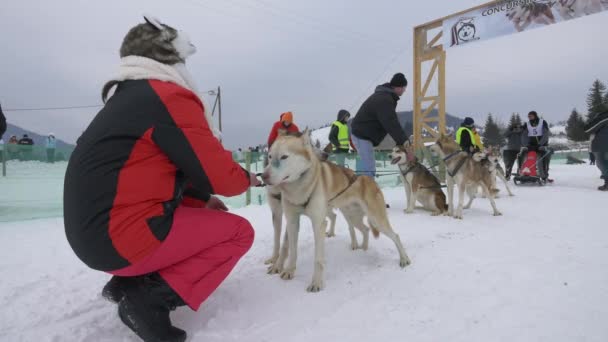 Γυναίκα Χαϊδεύει Huskies Μια Φυλή Έλκηθρο Σκυλιών — Αρχείο Βίντεο