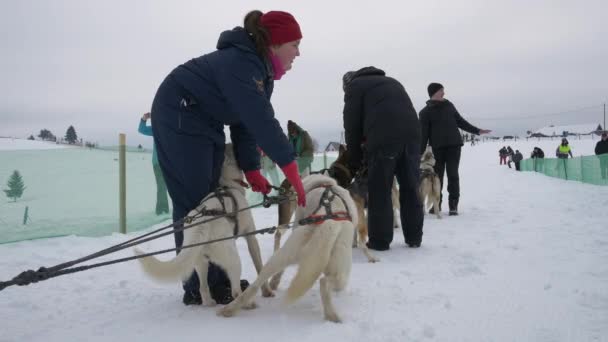 Woman Leashed Dogs Path — Stock Video