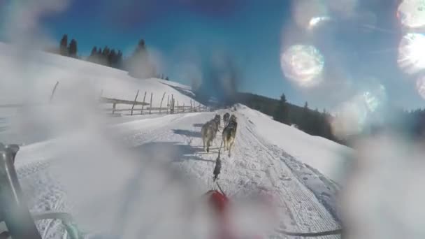 Dogs Pulling Sled — Stock Video