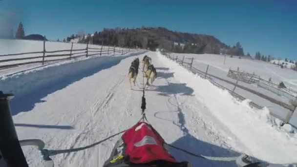 Σκυλί Έλκηθρο Υπερβολική Ταχύτητα Ένα Χιονισμένο Δρόμο — Αρχείο Βίντεο