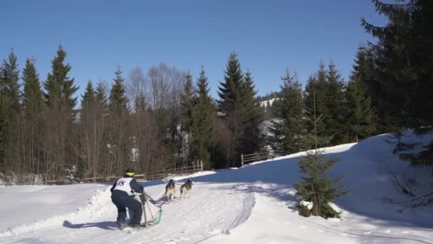 Cavalcando Una Slitta Cane Nella Neve — Video Stock