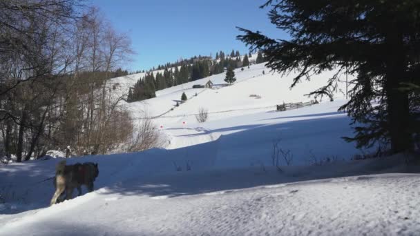 Uomo Cavallo Una Slitta Cani Durante Inverno — Video Stock