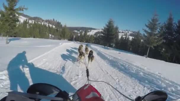 Hundeslede Snøen – stockvideo