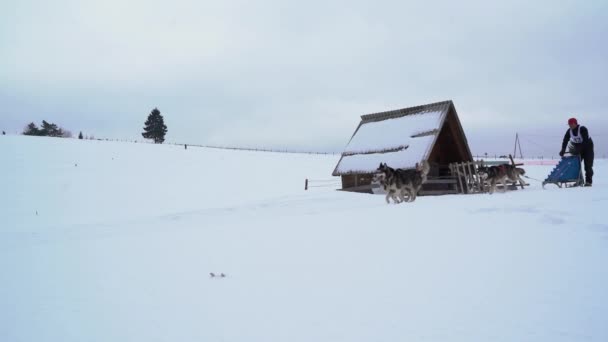 狗雪橇经过一个小木屋 — 图库视频影像