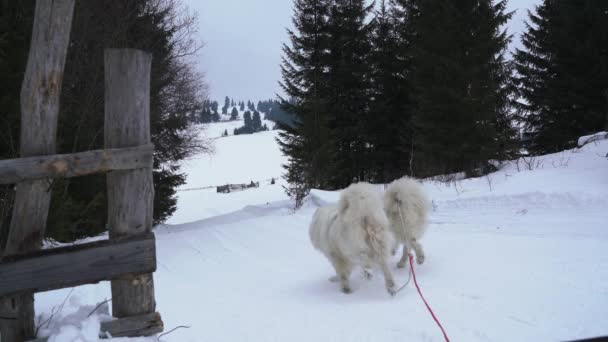 Hundeslede Som Kjører Skrånende Sti – stockvideo