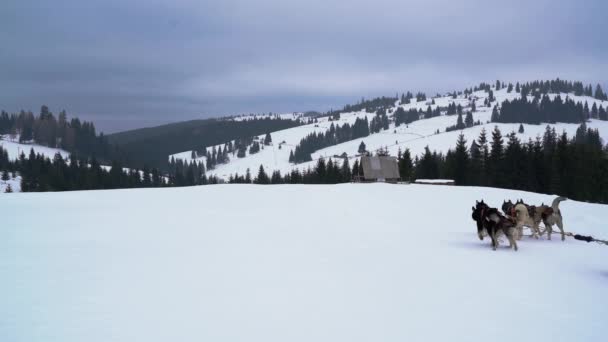 Slitta Gara Cani Montagna — Video Stock