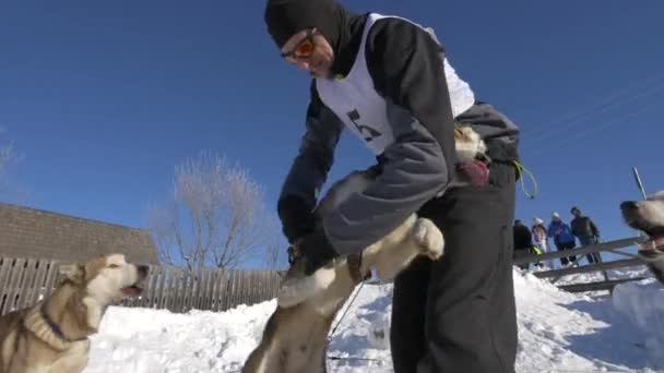 Homem Acariciando Cão Husky — Vídeo de Stock