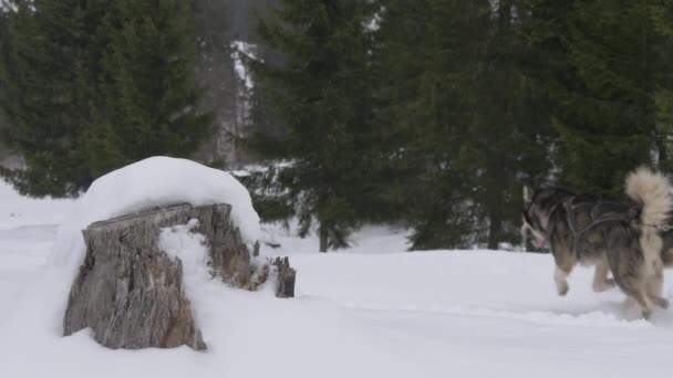 Dog Sled Riding Tree Trunk — Stock Video