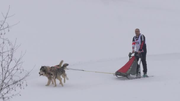 Due Cani Che Tirano Una Slitta Una Gara — Video Stock