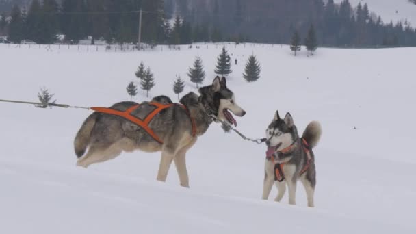 Aangelijnde Husky Honden Sneeuw — Stockvideo
