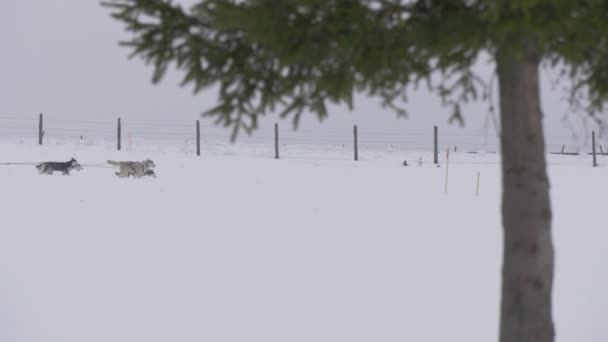 Karda Köpek Kızağı Sürüyor — Stok video