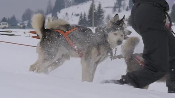 Husky Honden Sneeuw — Stockvideo