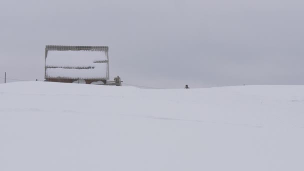 Hombre Montando Trineo Perro Nieve — Vídeo de stock