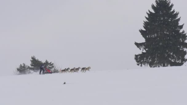 Persona Cavallo Una Slitta Cani Durante Inverno — Video Stock
