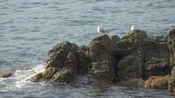 Fiskmåsar Som Står Stenig Strand — Stockvideo