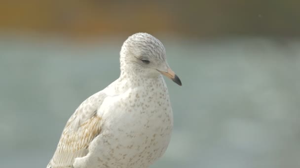 Close View Gull — Stock Video